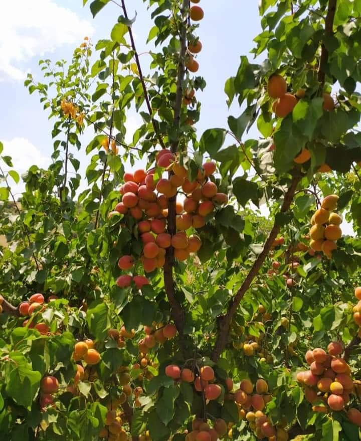 MALATYA KAYISI FİDANI